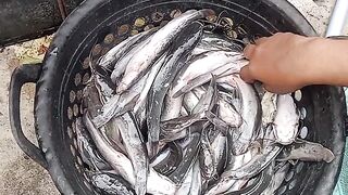 Stop Catfish Cultivation ❎