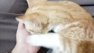 Cute cat 152