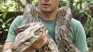 The snake