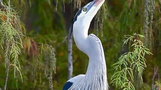 Elegance of the Wild: Great Blue Heron ✨