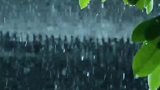 Peaceful Rainy Day Vibes: The Sound of Nature