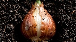 Tulip Flower Blooming in Real Time | From Tiny Bud to Beautiful Blossom 🌷