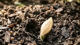 Melon Growth in Real Time | From Tiny Fruit to Sweet Ripe Melon 🍈🌱
