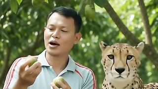 The moment a king cobra attacks during the harvest of ambarella fruit, fortunately the cheetah takes a stand