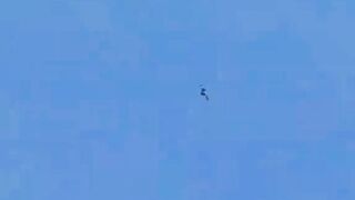 Burung palcon feat roadrunner bak pormula one