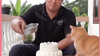 GATO NÃO GOSTOU NADA DO QUE ELE FES