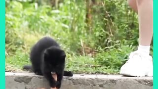 VEJÁ GATO SOLTOU OUTRO GATO NA ÁGUA