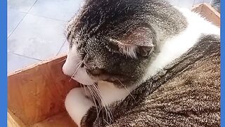 GATO DENTRO DA CAIXA DE MADEIRA