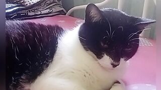 GATA JOLINA DE BOA