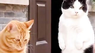 Oyen sedang mikirin apa sampai istrinya binggung