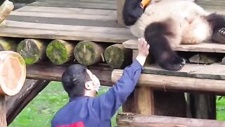 Big panda, tiny courage