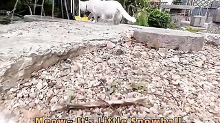 Gatos na rua