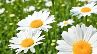 Beautiful Flowers 9