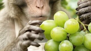 Monkey eating shine muscat