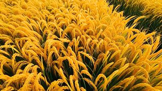 Rice harvest now in Pakistan