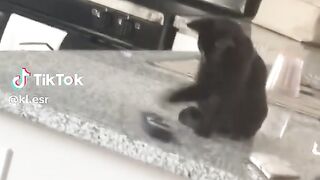 Proof That Cats Are Born Troublemakers