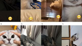funny cats 54