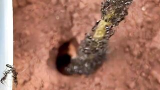 Science_ This Underground Encounter Gets Interesting!