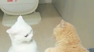 Collection of Funny Cat