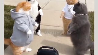 Cats music