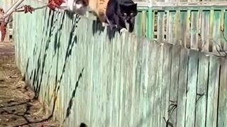 Funny cat videos, cute cats, Try not to laugh, Cat videos Compilation 2026
