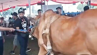 Punya kelebihan sapi