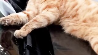Cute and Funny Cat videos to keep you smiling