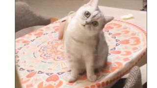 a collection of videos featuring funny and adorable cats