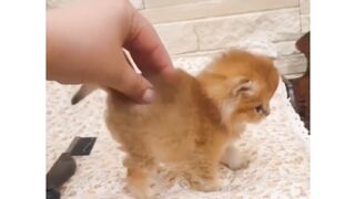 the cute and adorable behavior of kittens