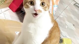Funny Amazing Pets!....Animals! cute and funny cats