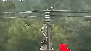 Snake 🐍🐍 and 🕊️🕊️ funny expression 🤣