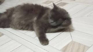 funny cat video 2026😼❤️