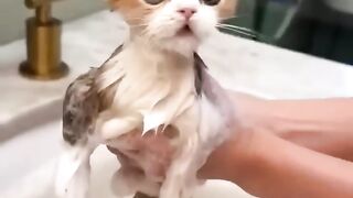 Cats Doing Cat Things 4
