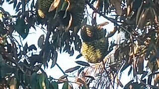 Durian Fruit