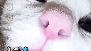 Funny cat core ranking sniffing top 6 funny cat moments with digital overlay