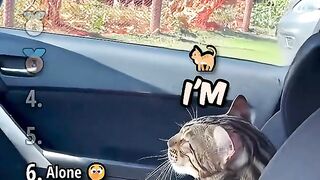 Cat thinks they are alone inside car with dashboard view and alone text overlay