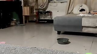 Cats startled jumping off table with wide eyes in cozy indoor living room