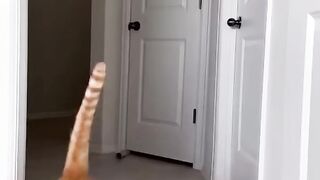 Cats jumping high in indoor living room with soft lighting