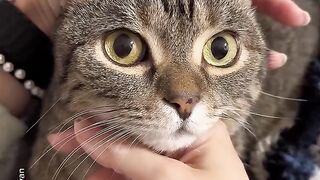 Gray tabby cat held gently by hands showing affectionate expression on cozy striped blanket