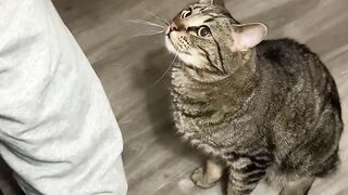 Cat sitting calmly while person kneels beside it on wooden floor