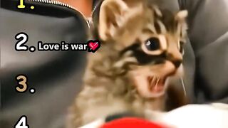 Funny cat love war meme video clip funny cat moments funny cat meme