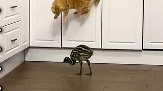 Top 5 cat videos week text jumpscare orange cat kitchen floor wooden counter