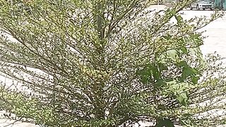 Flower 63