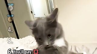 Funniest cat anger issues ranking with black cat swatting laptop on bed