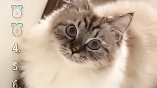 Cats meowing affectionately while pregnant woman smiles holding kitten
