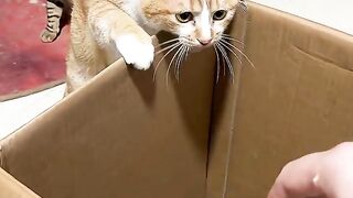 Two cats resting inside open cardboard box on cluttered workspace with copy space