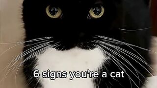 6 signs you're a cat black white feline closeup text overlay wooden surface