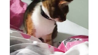 Funny Cute Cat film compilation