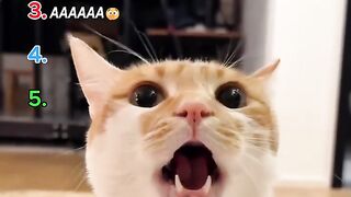 Cutest Cat Meows Loudly with Mouth Open on Indoor Kitchen Countertop