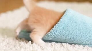Cat funny shorts video